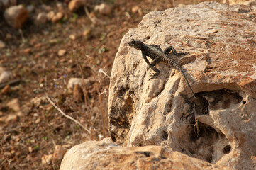 Lizard sitting on a stone.