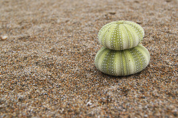 Fototapeta na wymiar natural sea urchin lying on the sandy beach