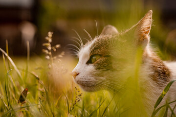 Cat in the grass