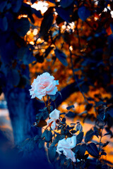 Rose and tree