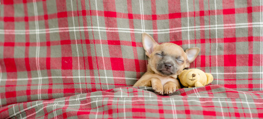 Fototapeta na wymiar Toy terrier sleeps under blanket on a bed at home with favorite toy bear. Top down view. Empty space for text