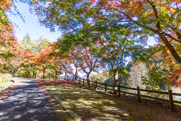 Naklejka premium 秩父ミューズパークのもみじの紅葉