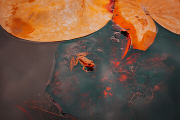 Frog on lily pads leafs on water