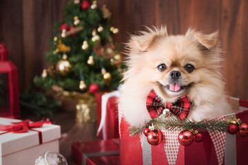 Cute dog puppies Pomeranian Wearing in gift box on Merry Christmas and Happy New Year decoration for celebration