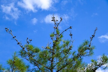 top of a pine tree against blue cloud sky
