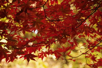 紅葉