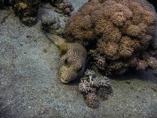 white spotted puffer fish lies on sandy seabed in the red sea