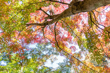 秩父ミューズパークのもみじの紅葉