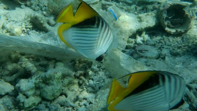 Slow motion. Butterflyfish are looking for food on the seabed among plastic and other debris. Threadfin butterflyfish (Chaetodon auriga) and plastic pollution on coral seabed of the Red Sea