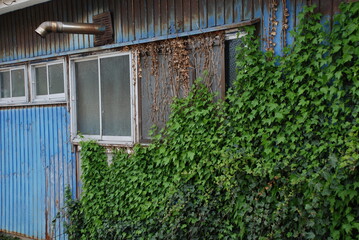 青い壁に上ってきたツタ