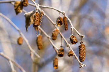 
Beautiful winter branch on blue sky background . Nature and background. Winter natural background. Background or texture concept.