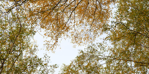 Image of  autumn park close-up.Beautiful multi-colored autumn trees in the city park.