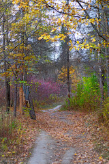 Image of  autumn park close-up.Beautiful multi-colored autumn trees in the city park.