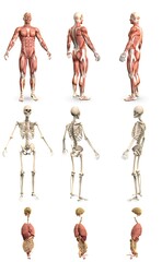 9 hi-res renders in 1, mans body with muscle map and skeleton and organs - physiology research concept - digital medical 3D illustration isolated