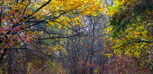 Image of  autumn park close-up.Beautiful multi-colored autumn trees in the city park.