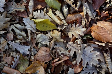 Autumn walks in the fields, the beauty of autumn nature.