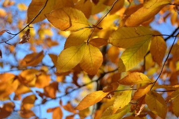 Autumn walks in the fields, the beauty of autumn nature.