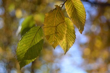 Autumn walks in the fields, the beauty of autumn nature.