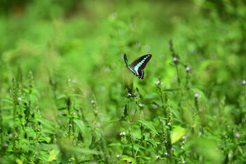 A blue triangle butterfly and small flowers of water willow. © PSPS