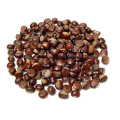 chestnut on a white background