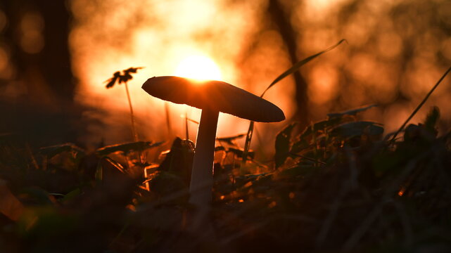 Il fungo al tramonto in mezzo alla natura