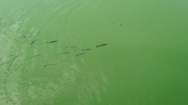 Top view closeup shoal of grey mullet crossing in search of food in the emerald water