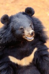 Obraz na płótnie Canvas An asian black bear (Ursus thibetanus, Asiatic black bear, moon bear or white-chested bear) sitting and smiling at the Beijing zoo, welcoming visitors