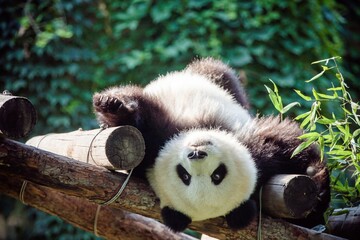 Silly and adorable giant panda (Ailuropoda melanoleuca or Panda bear) laying on a wooden structury...