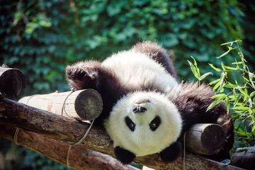 Gardinen Panda Silly and adorable giant panda (Ailuropoda melanoleuca or Panda bear) laying on a wooden structury at the Beijing zoo with a fluffy belly under the sun  © Lydia