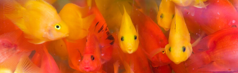 Goldfish looking at camera - banner image