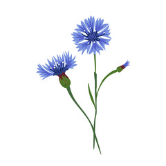 Cornflower, bouquet, blossoming buds, top and side view. Thin green stem. Medicinal herbs. Hand-drawn vector illustration, flat style. Design element for greeting cards, social networks, banners.