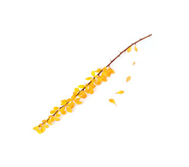 Plant branch with yellow leaves isolated on white background