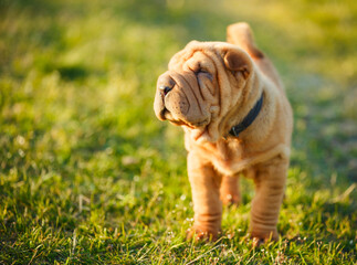 Shar Pei puppy standing on the lawn