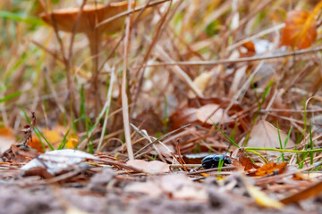 A beetle in autumn foliage on a bright, beautiful day with a mushroom in the background
