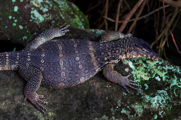 Monitor lizards (Varanus) on the rock