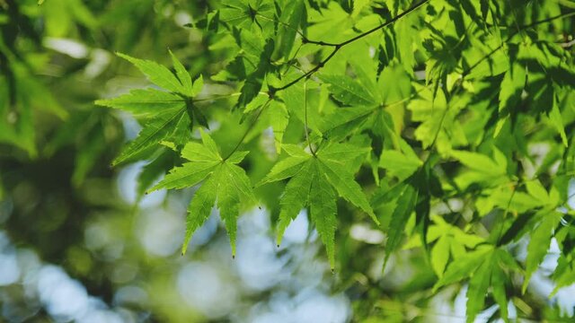 陽光と揺れる楓の葉