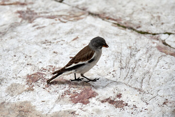 specimen of alpine finch in the dolomites