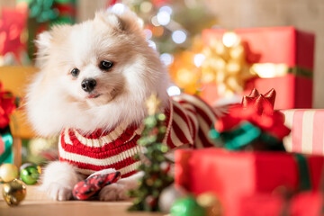 Fototapeta na wymiar happiness and cheerful Dog breed white color pomeranian with gifts present boxes and Christmas tree in the room, Happy Christmas festive background