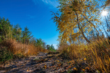 A trail in the Black Forest National Park in Germany on a beautiful autumn day