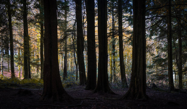 Idless woods near Truro Cornwall England uk during autumn © pbnash1964