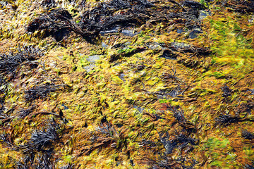 algae under water, landscape in the sea, underwater landscape tnetexture