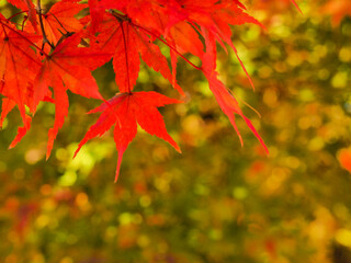 見頃を迎えたもみじ