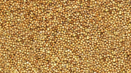 Coriander seeds, dried coriander seeds close- up view, coriander seeds background texture