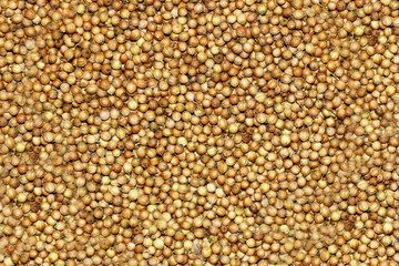 Coriander seeds, dried coriander seeds close- up view, coriander seeds background texture