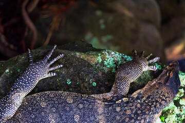 Monitor lizards (Varanus) on the rock