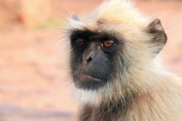 Close-up of a Gray Langur (Semnopithecus entellus, aka Common Langur). Ranthambore, India