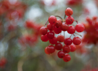 Bright red Berries with a blurred background.
