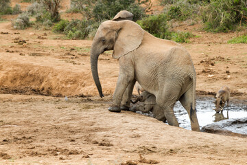 Addo Elephant National Park: mother with calf that struggles to get out of the waterhole