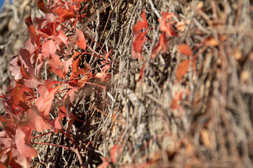 Red leaves on a wall made of stone