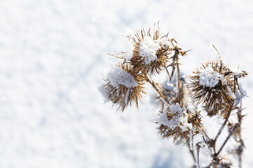 Obraz premium Burr in the snow. Winter background. The shadow of a plant in the snow.